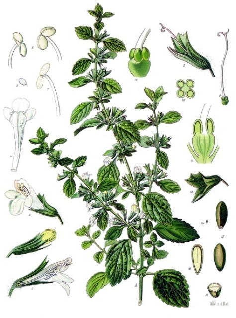 Ilustración botánica de Melissa officinalis