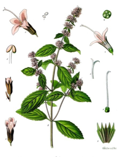 Ilustración botánica de Menta