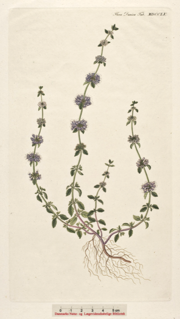 Ilustración botánica de Mentha pulegium