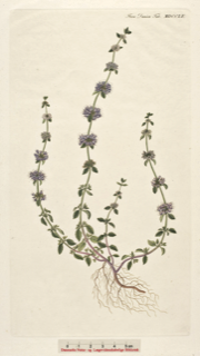 Mentha pulegium