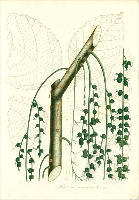 Ilustración botánica de Miconia theaezans