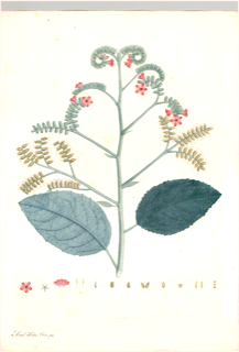 Ilustración de Guaco