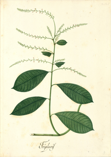 Ilustración de Guaco