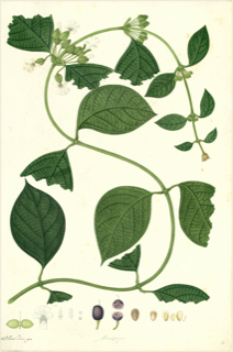 Ilustración de Guaco liso