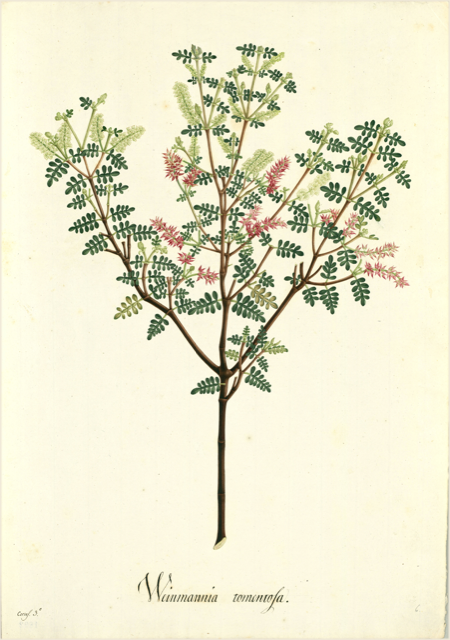 Ilustración botánica de Mimosa pudica