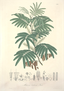 Ilustración botánica de Tepescohuite