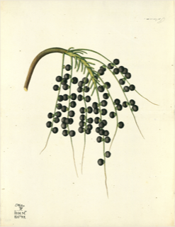Ilustración de Molle