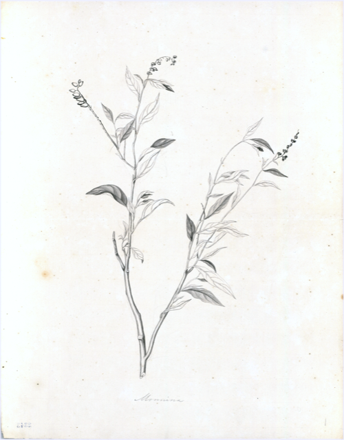Ilustración botánica de Monnina salicifolia