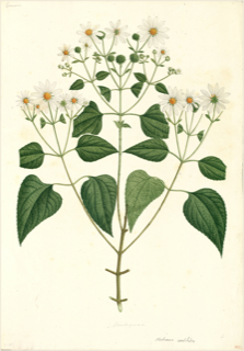 Ilustración de Cihuapatli