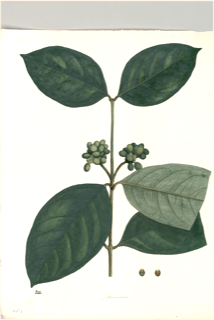 Ilustración botánica de Piñipiní