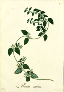 Ilustración de Mullaca