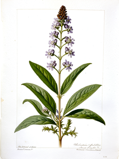Ilustración de Muña