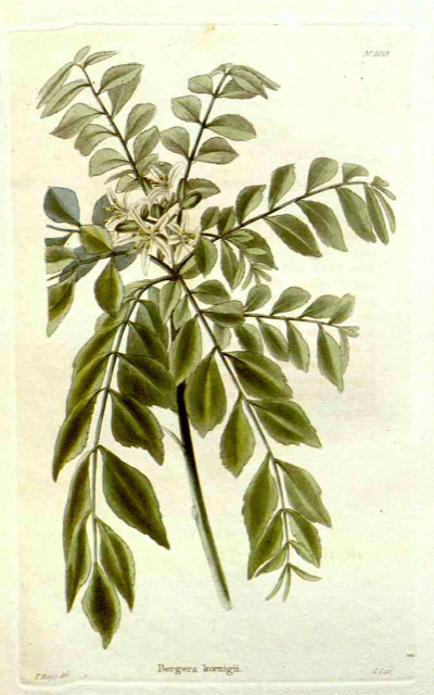 Ilustración botánica de Murraya koenigii