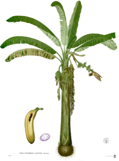 Ilustración botánica de Plátano