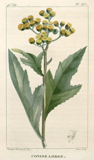 Ilustración botánica de Neurolaena lobata