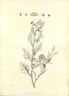 Ilustración botánica de Capulí cimarrón