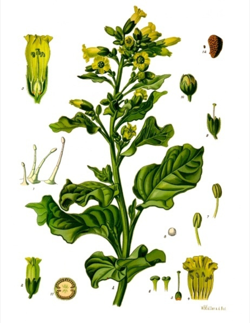 Ilustración botánica de Nicotiana rustica
