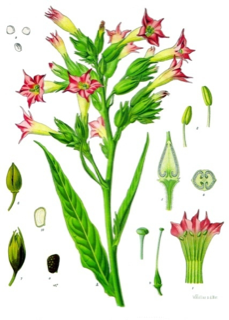 Ilustración de Tabaco