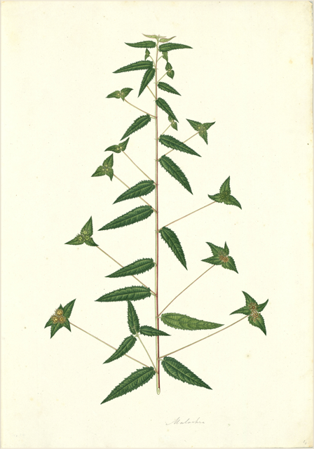 Ilustración botánica de Ocimum basilicum