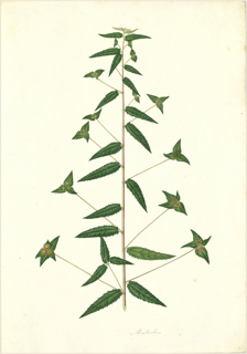 Ilustración de Albahaca