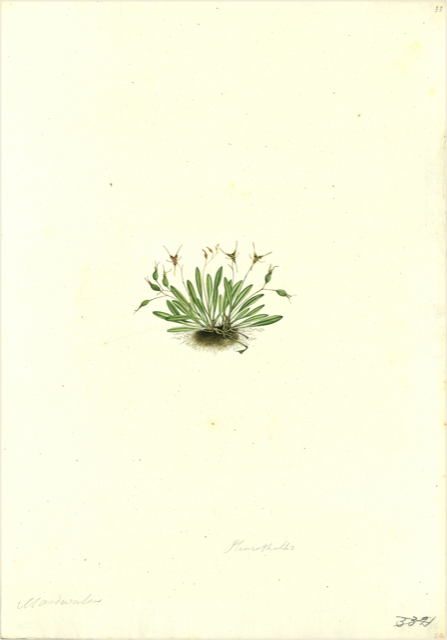 Ilustración botánica de Oxalis corniculata