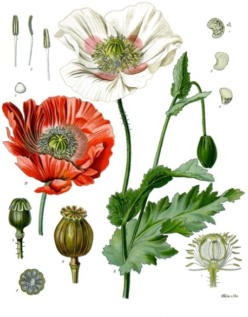 Ilustración botánica de Papaver somniferum