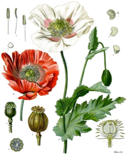 Ilustración botánica de Papaver