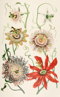 Ilustración de Maracuyá