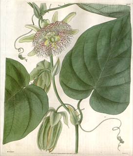 Ilustración botánica de Granadilla