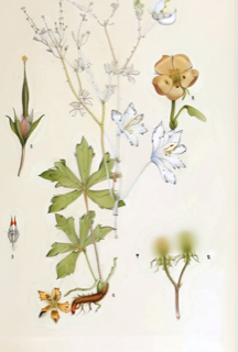 Ilustración de Pasuchaca