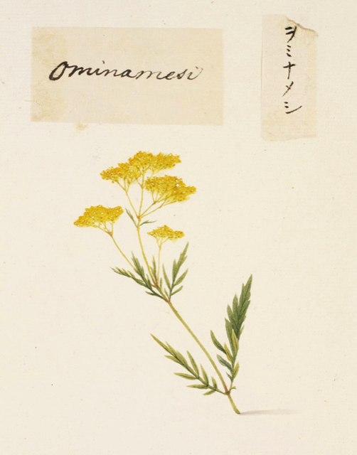 Ilustración botánica de Patrinia scabiosifolia
