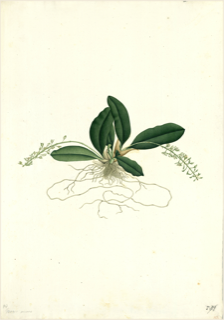 Ilustración botánica de Congona