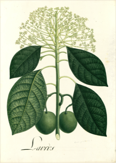Ilustración de Aguacate