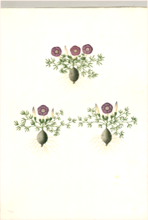 Ilustración botánica de Bolsa mullaca