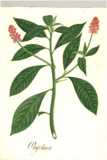 Ilustración botánica de Phytolacca decandra