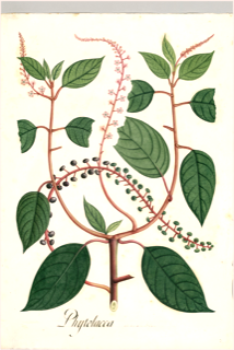 Ilustración botánica de Jaboncillo