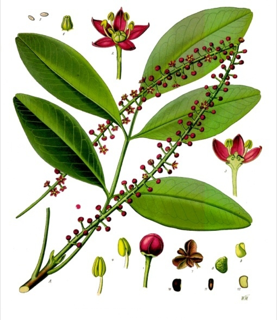 Ilustración de Jaborandi