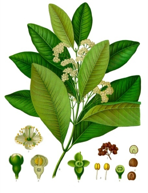 Ilustración botánica de Pimenta dioica