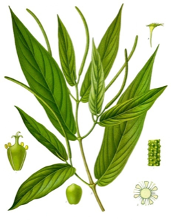 Ilustración botánica de Hoja santa