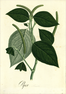 Ilustración botánica de Guaviduca