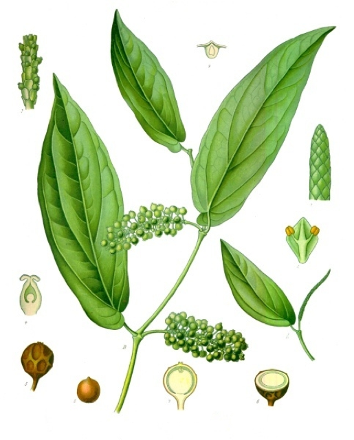 Ilustración botánica de Piper cubeba