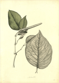 Ilustración de Matico