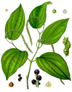 Ilustración botánica de Pimienta negra