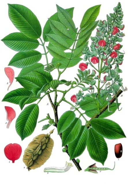 Ilustración botánica de Piscidia piscipula