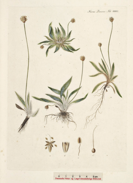 Ilustración botánica de Plantago lanceolata