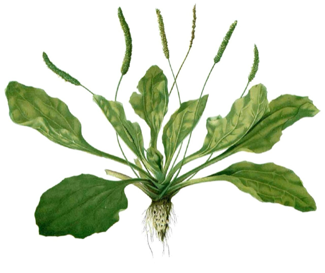 Ilustración botánica de Plantago major