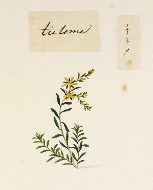 Ilustración botánica de Polygonum aviculare