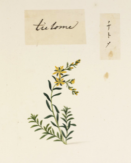 Ilustración de Polygonum aviculare