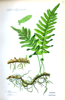 Ilustración botánica de Calaguala