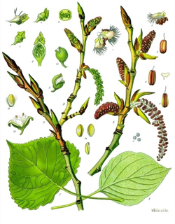 Populus nigra